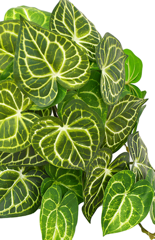 Bushes...sml trailer- Caladium white-green